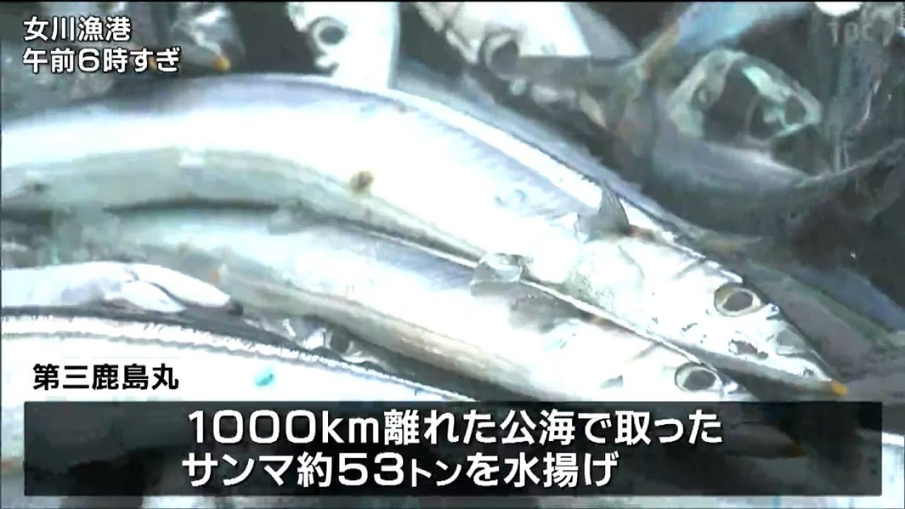 「去年よりは漁獲量多いか」女川港に石巻の大型船“第三鹿島丸”がサンマ53トン初水揚げ　宮城