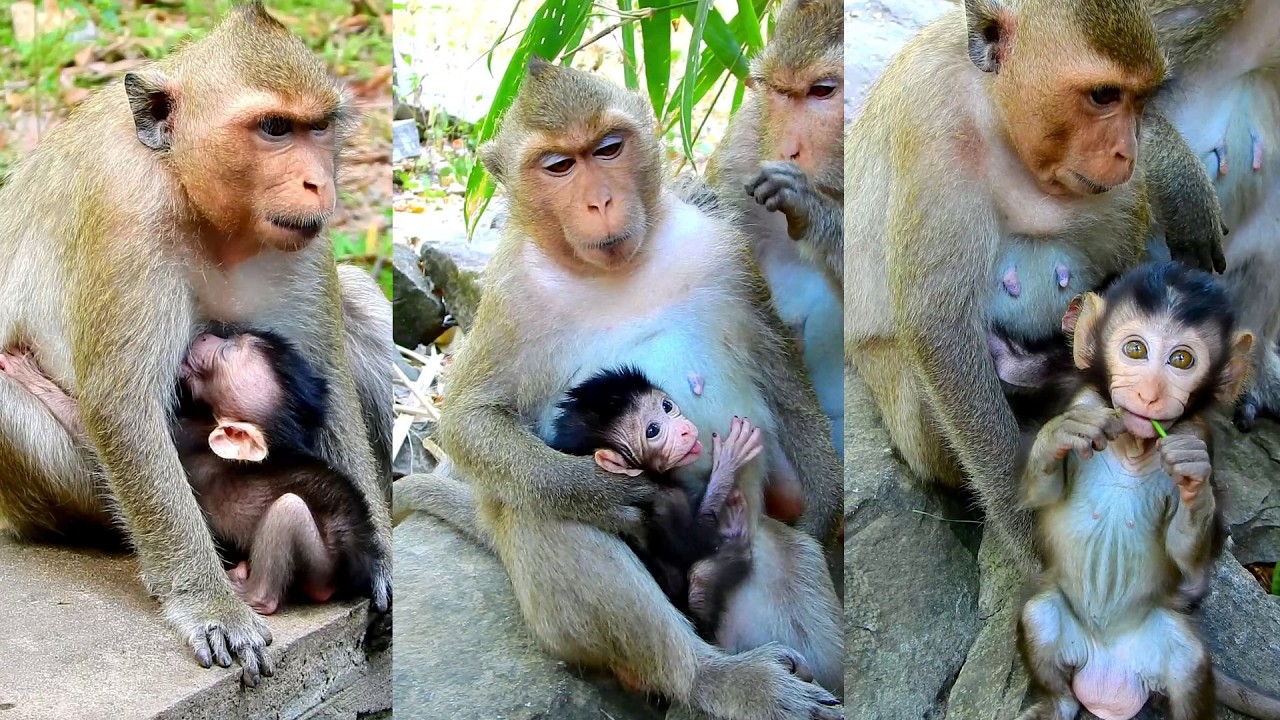 Cute Avery asks for get milk but Shapphire se,izes his milk very funny and friendly.