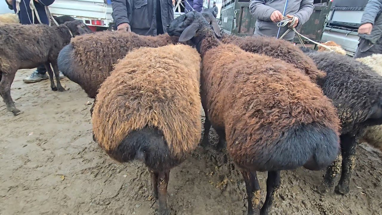 QUY BOZOR ARZONMI ? SAMARQAND PASTDARGOM JUMA QUY BOZORI 