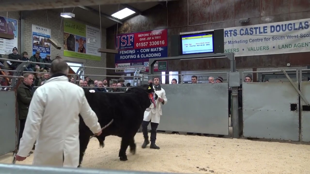 20230217114130  Lot 34 BLACKCRAIG  DYKER Reserve  Champion Bull 26,000gns to Sir John Campbell Glenr