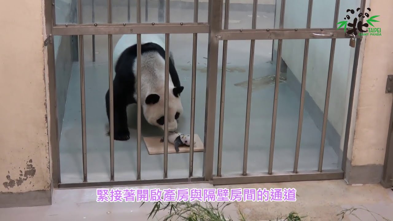 動物園竟上演復刻劇？「圓仔妹」重回「圓圓」懷抱