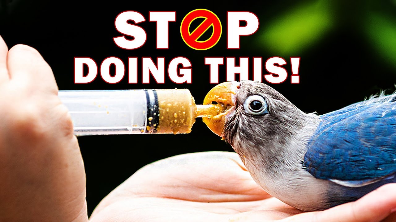 13 Common Mistakes That Bird Owners Make