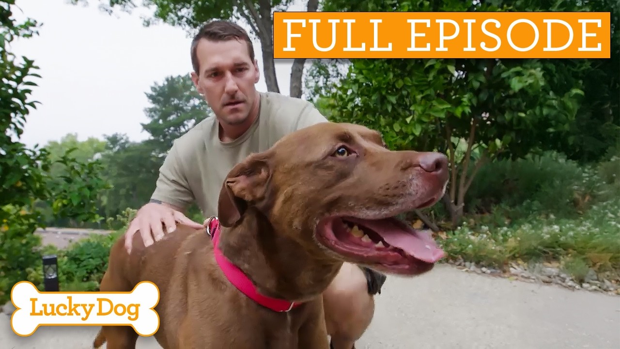 Anxious Labrador Finally Finds Peace With New Family | Full Episode S5 Ep6