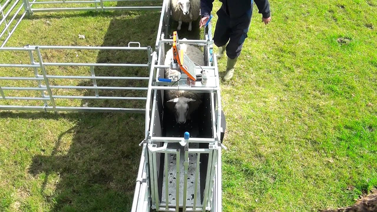 IAE ScanWeighXL Sheep Weigher