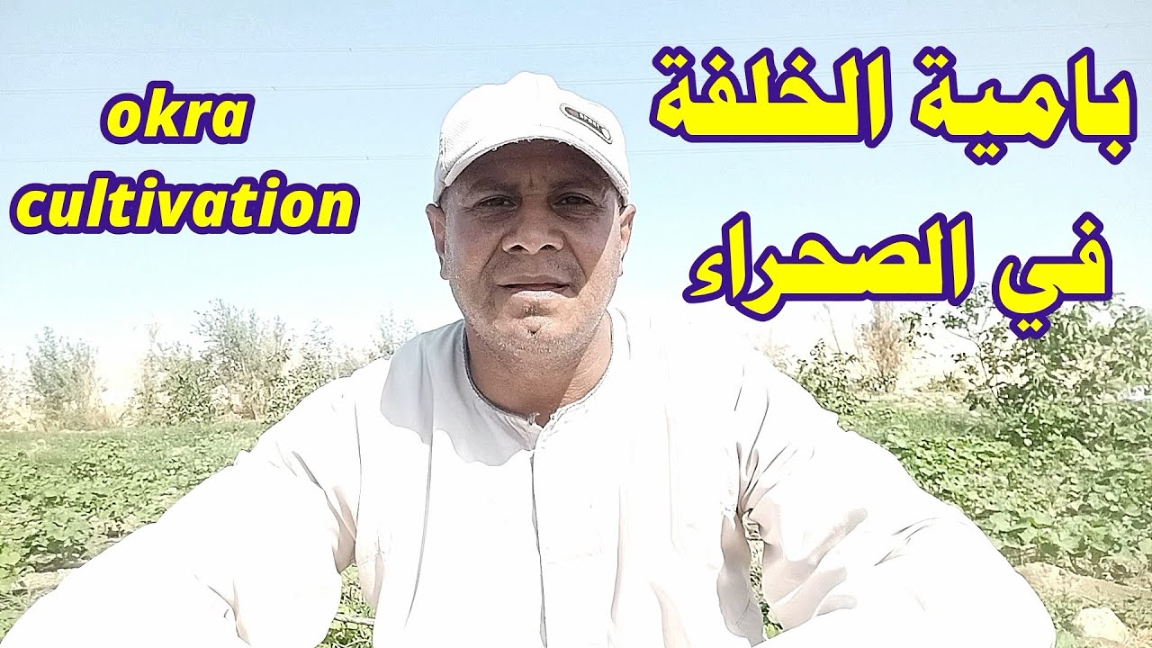 لم اكن اتوقع بامية الشتاء في الارض الرملية بهذا الجمال المشاكل والحلول