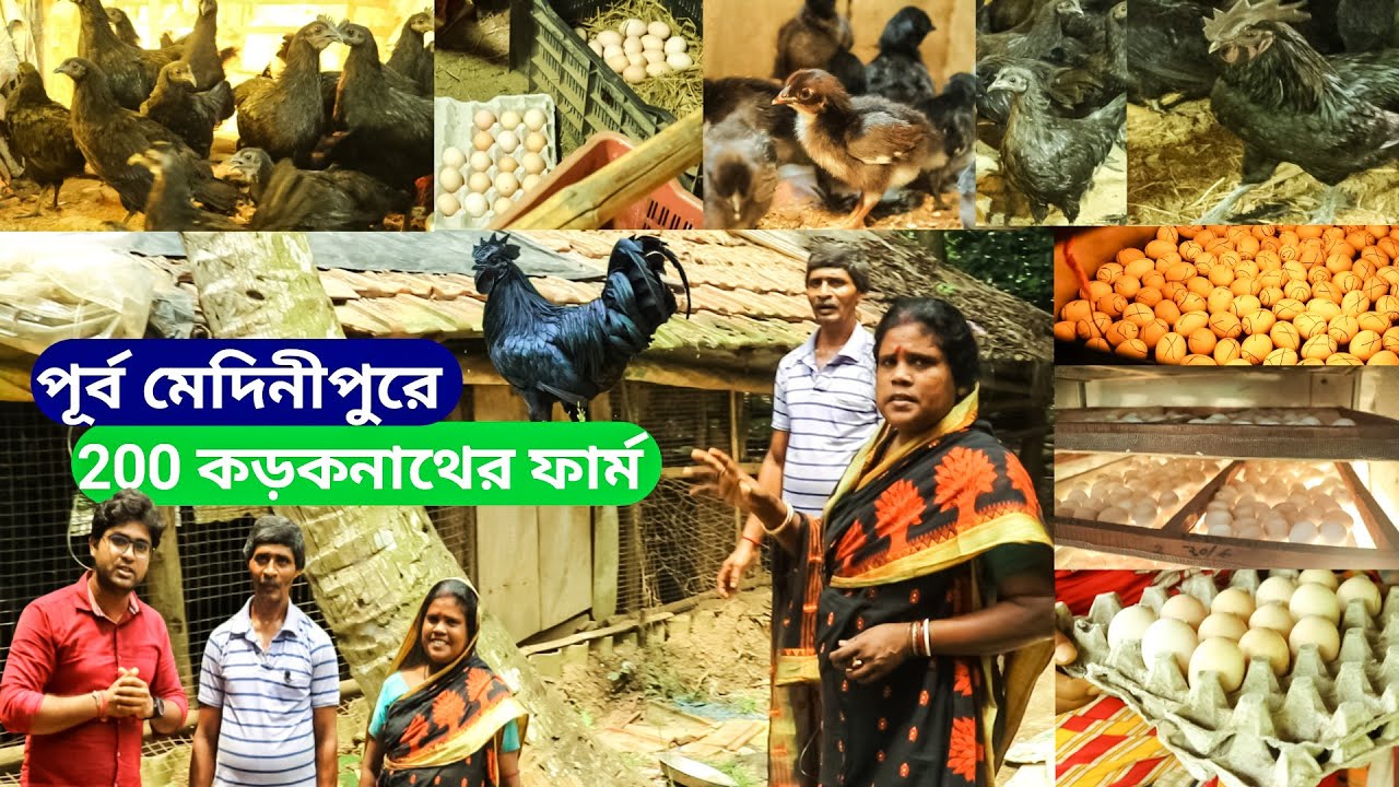 200 কালো মুরগি থেকে মাসে Rs- 18000/- | Kadaknath | Karaknath Chicken |Kalo masi