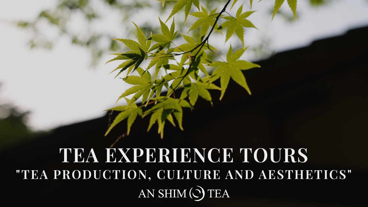 Tea Experience Tours by AN SHIM TEA