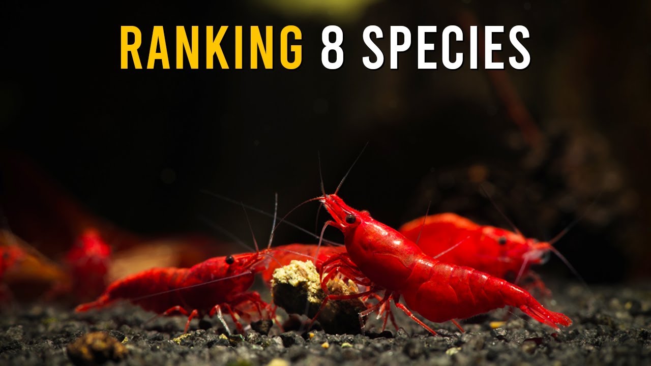 8 INCREDIBLE Shrimp Species You Need For Your Aquarium!