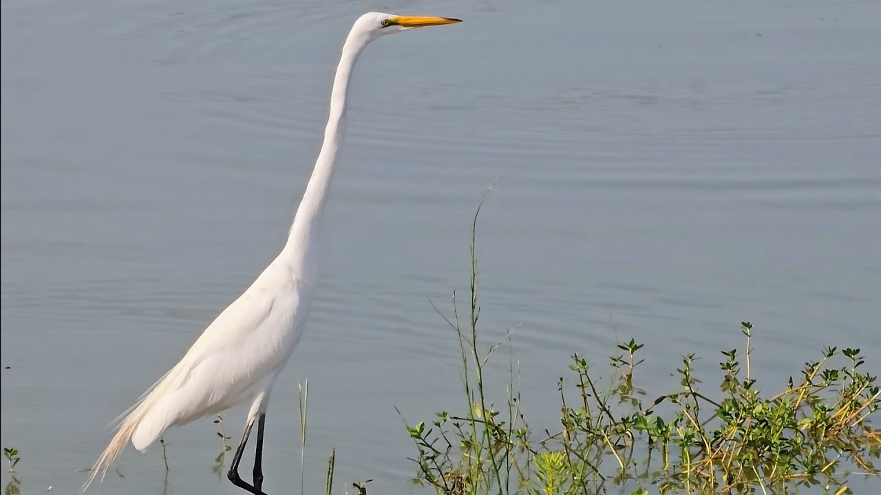 Beautiful Great White Egret - Living Large!
