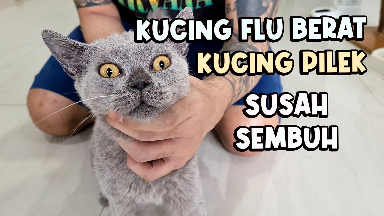 Cara Menyembuhkan Kucing Flu Berat & Pilek Yang Susah Sembuh