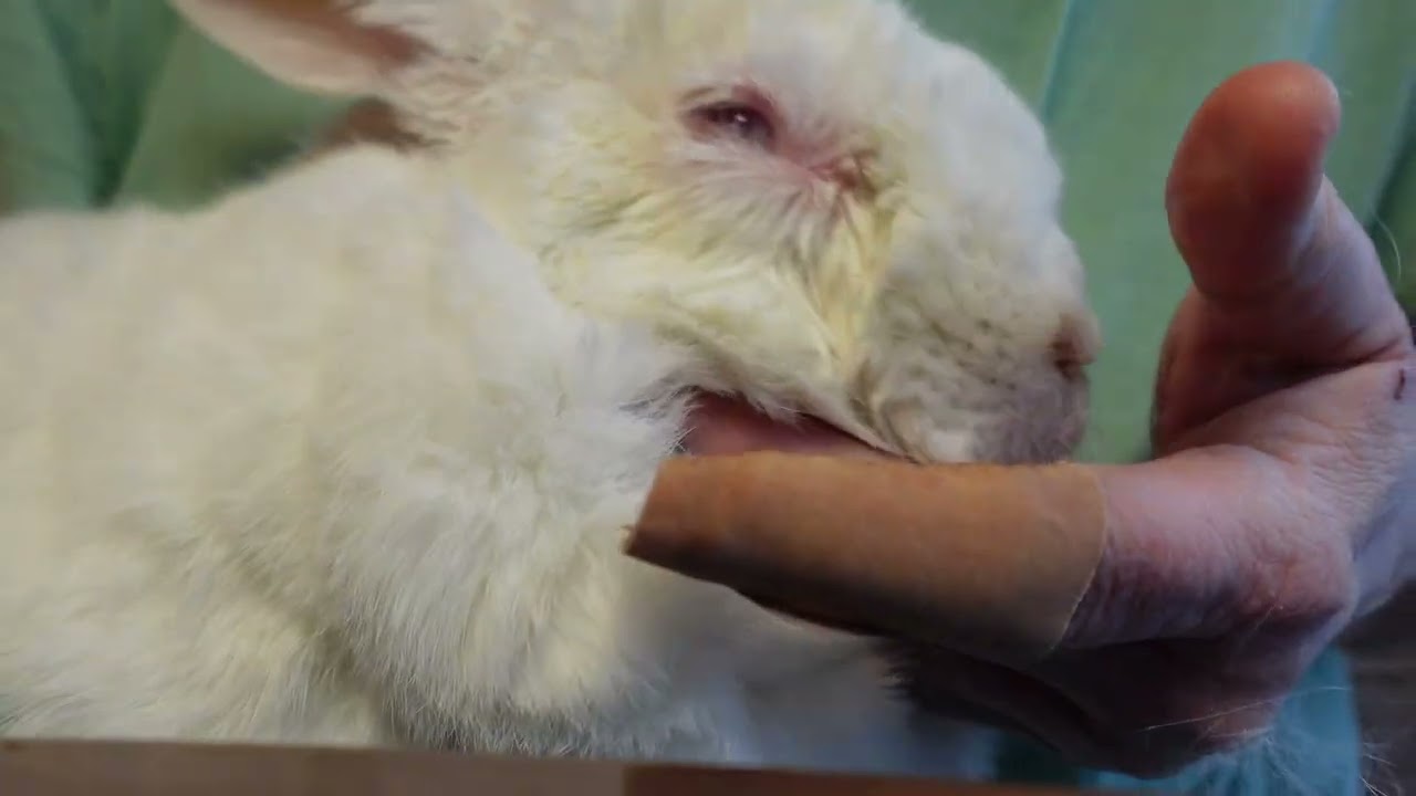 Rabbit Eye Infections- Treatment and Danger of Wrong Antibiotic