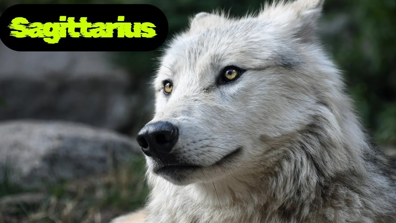 Sagittarius 🐺THE PAST🏃‍➡️ RETURNS TO BRING IN JUSTICE!⚖️