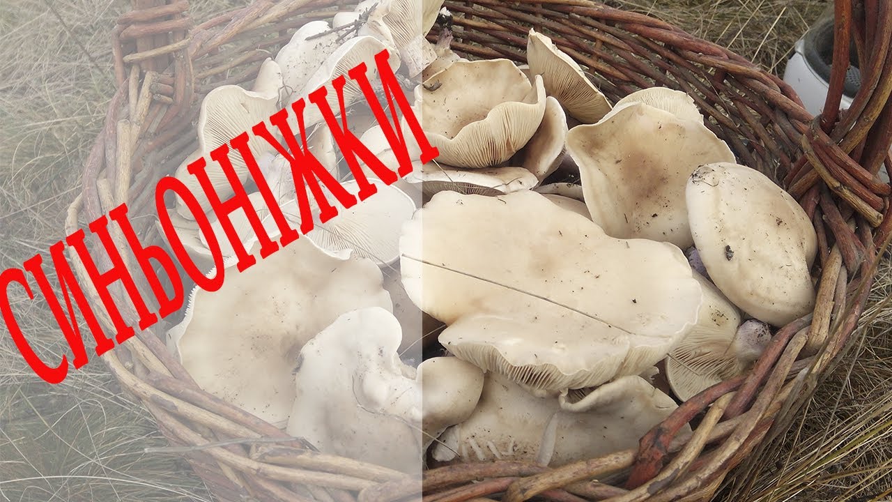 СИНЬОНІЖКИ В ЛИСТОПАДІ ( РЯДОВКА ЛІЛОВОНОГА)