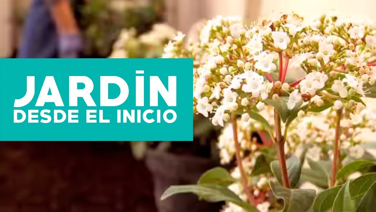 ¿Cómo hacer y planificar un jardín desde el inicio?