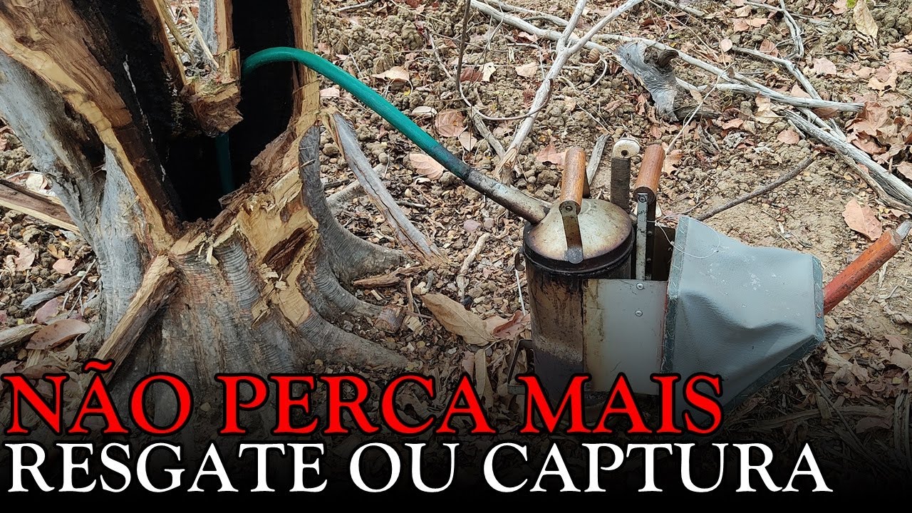5 ERROS NO RESGATE DE ABELHA APIS QUE PODEM ACABAR COM O ENXAME EM POUCOS DIAS