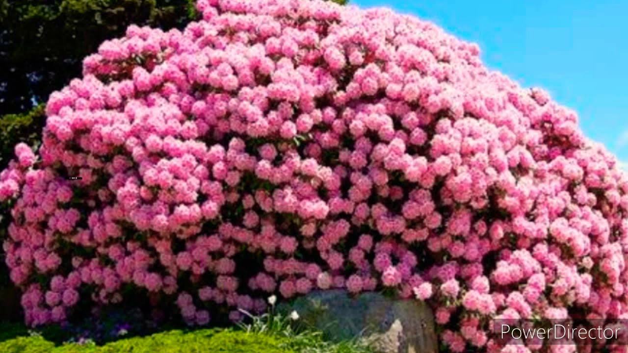 Khubsurat flower Dene Wale पेड़🌱 beautiful best flowering tree
