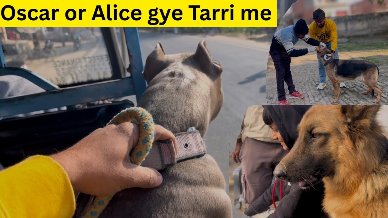 Oscar or Alice Gye Tarri me || Farm ke Bhar Baj gya Ghusa 👊