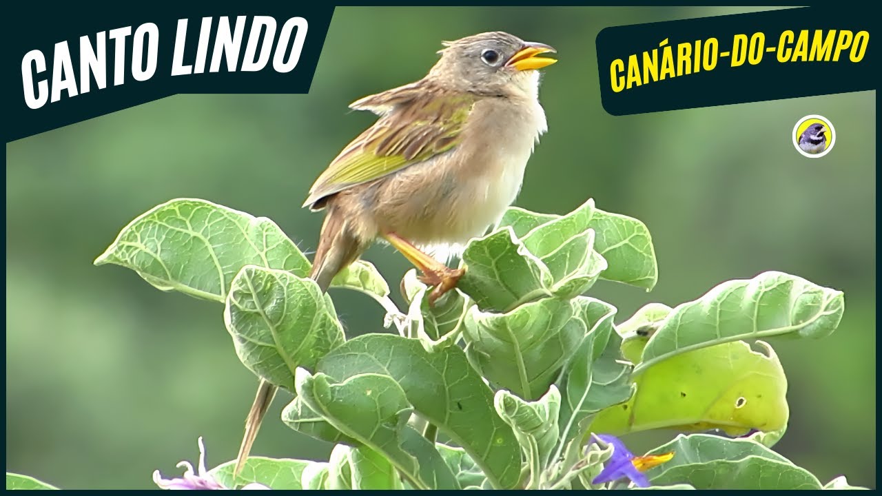 🐦 Meia Hora De Melhor Canto Do Canário do Campo ┃ Sons Da Natureza 🎶