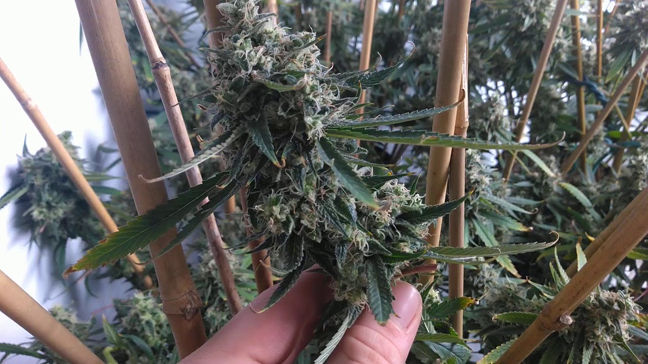 week 7-8  flower  update (Sunrise)