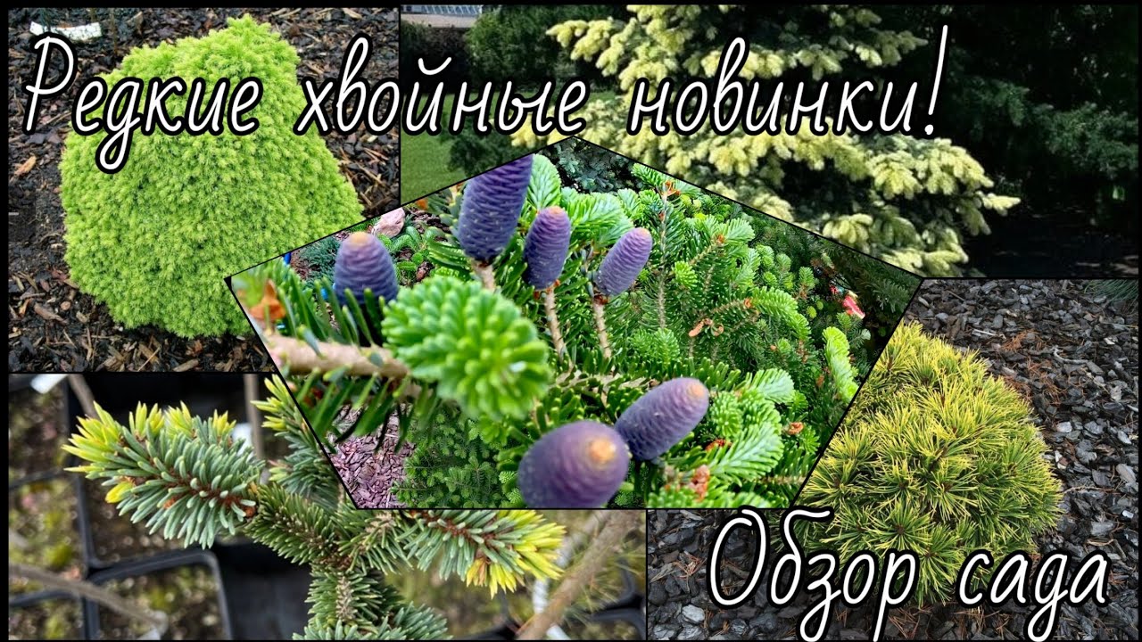 Редкие хвойные новинки!🔥 Обзор хвойного сада 🌲10 июня 2024г