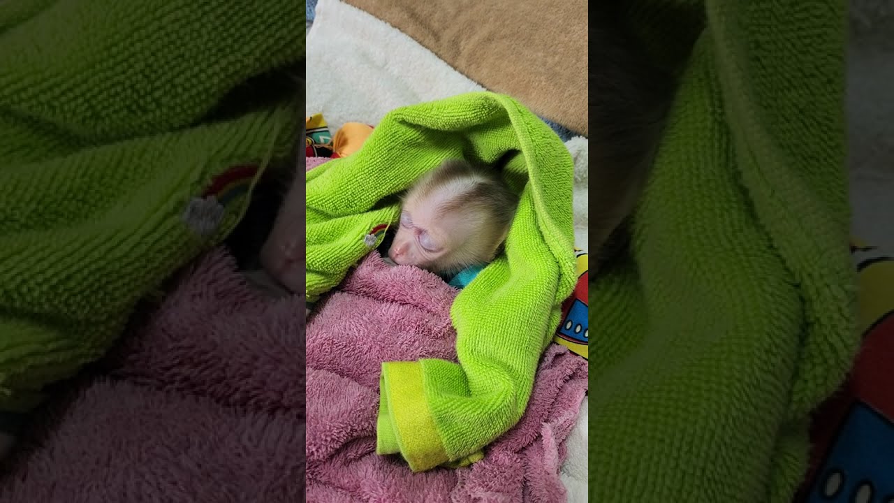 The sweetest baby monkey Jody.