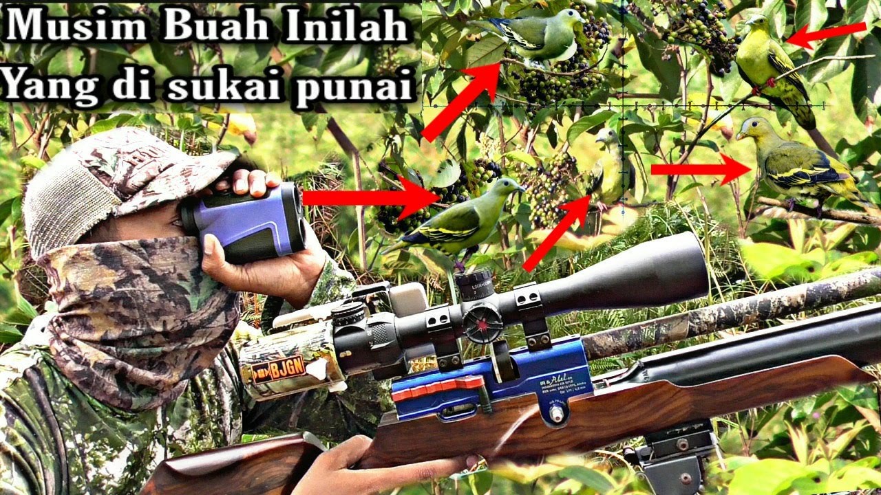 Berburu punai di pohon yang sedang berbuah dapat banyak