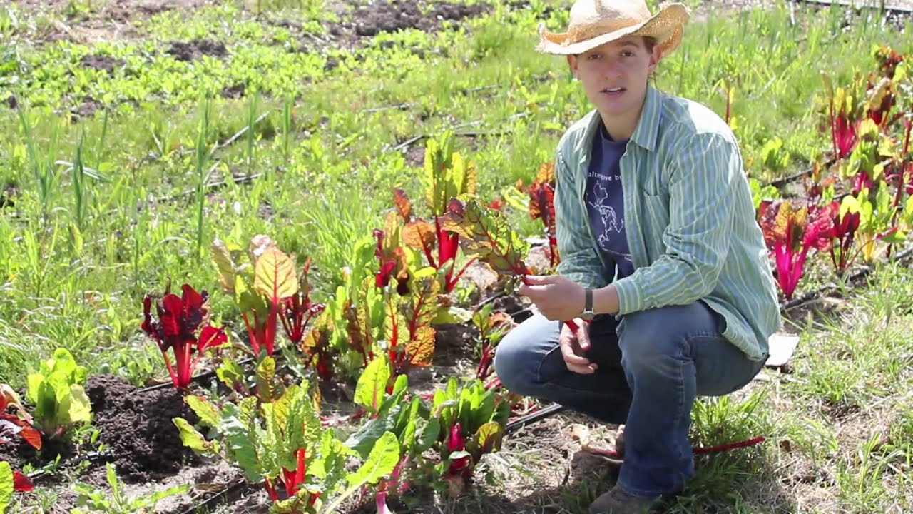 Swiss Chard