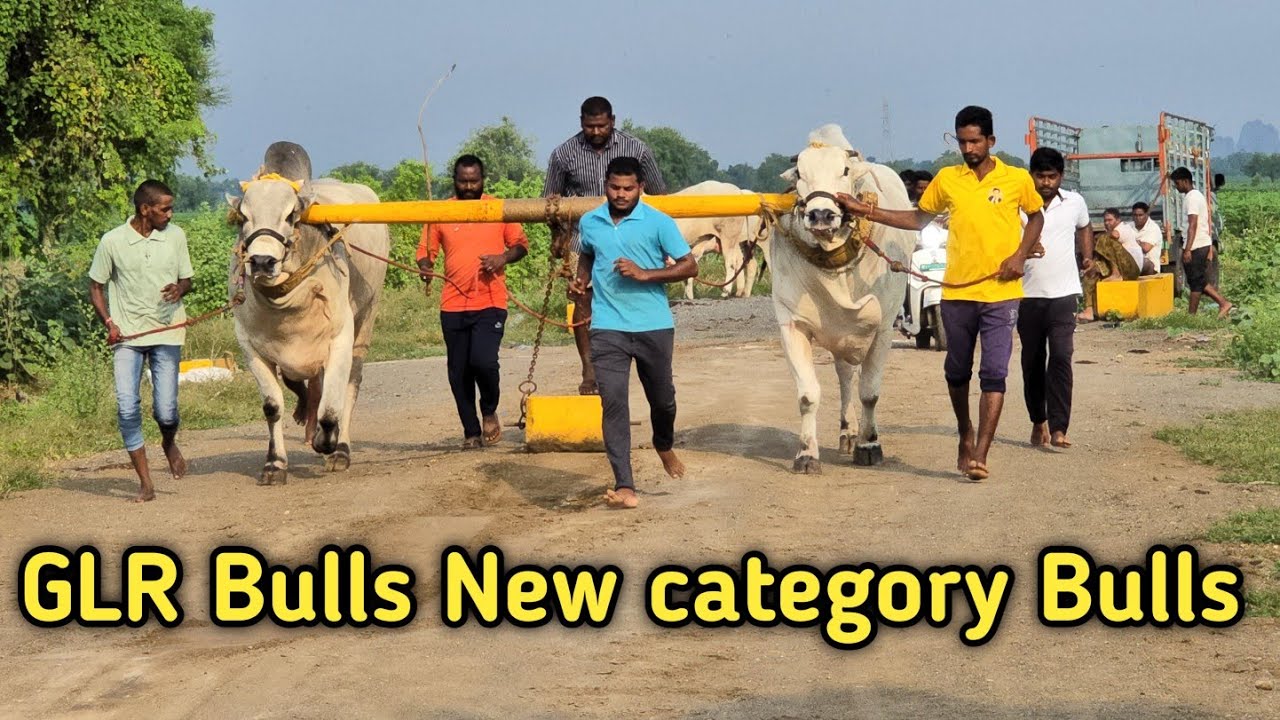 GLR Bulls గరికపాటి లక్ష్మయ్య చౌదరి గారి న్యూ కేటగిరి  భగవంత్ _ కేసరి గిత్తల బేటా వీడియో