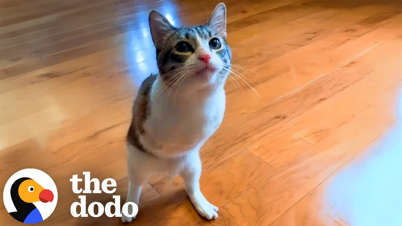 Two-Legged Cat Gets Abandoned — But She Never Stops Trying | The Dodo