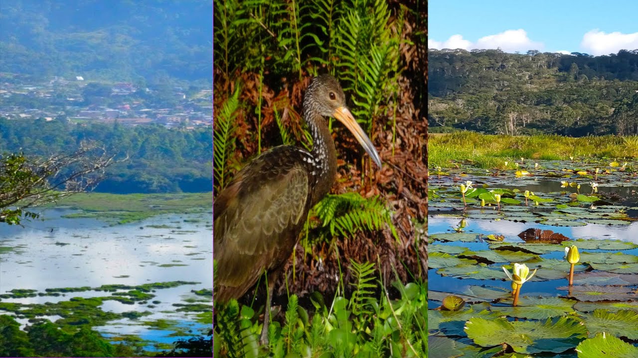 Observando aves en El Oconal  - Villa Rica (Perú)
