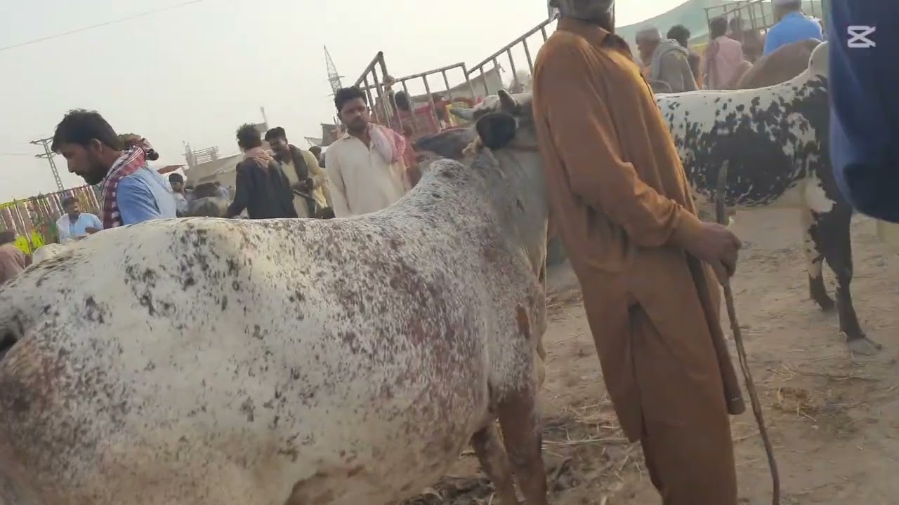 Dadu Super Highway maweshi mandi