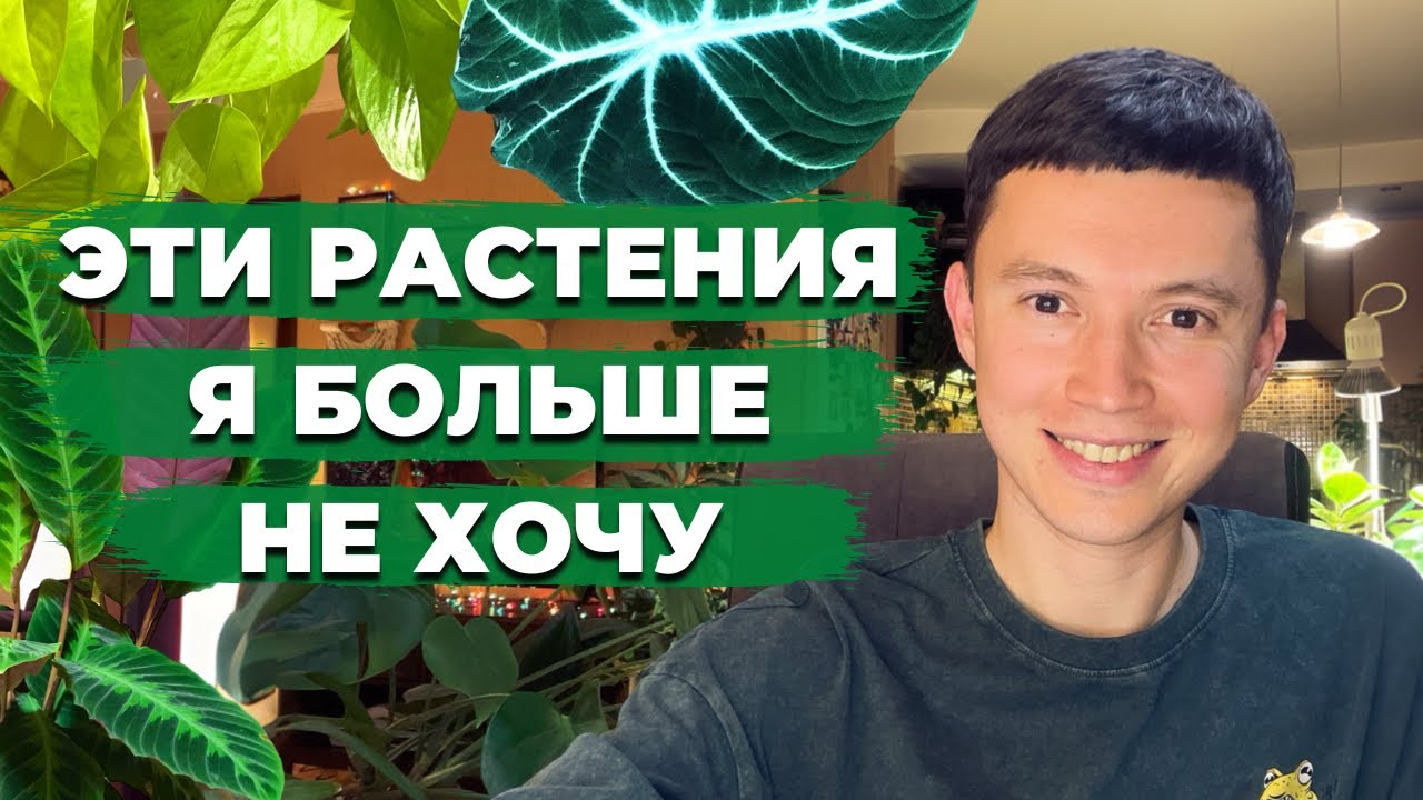 Комнатные растения которые я больше не покупаю в свою коллекцию » Делюсь печальным опытом