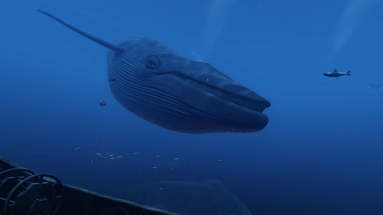VR Whale Encounter - theBlu Immersive VR Series 60FPS