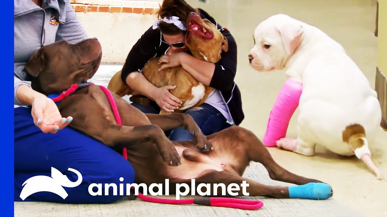 3 Of The Cutest Dog Moments Ever! | Pit Bulls & Parolees