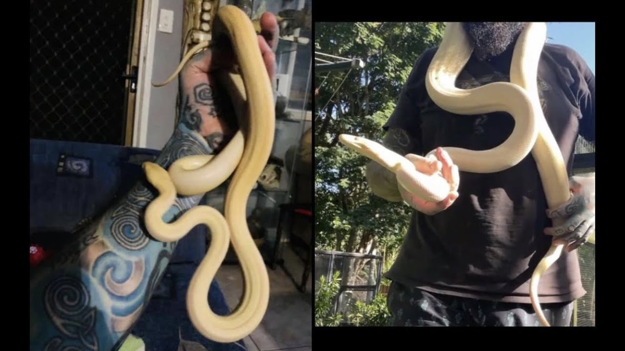 Albino Pythons