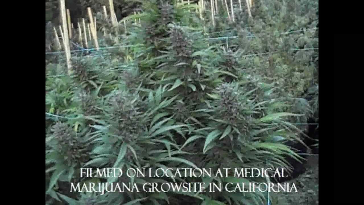 Iyahson - Why They Don't Like Me - Chalice Row / Almighty InI