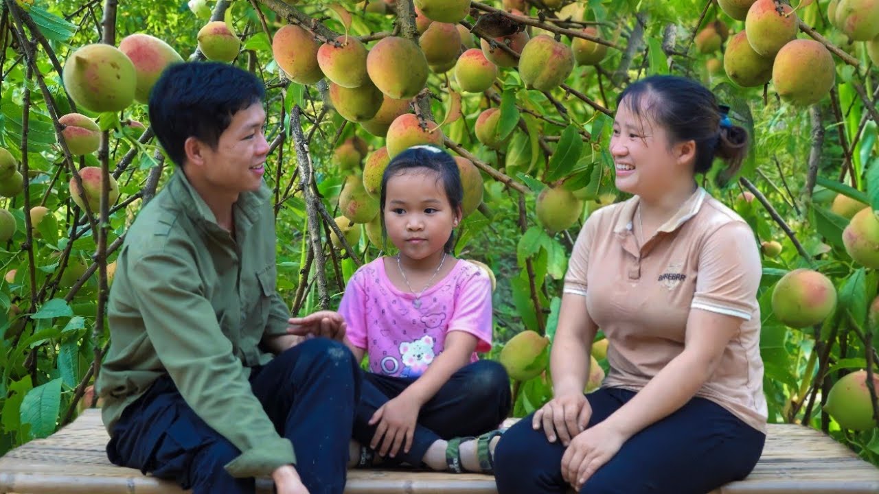 Harvest peaches & melon gardens to sell at the market -Luu Harvest cornfields bring them to the farm