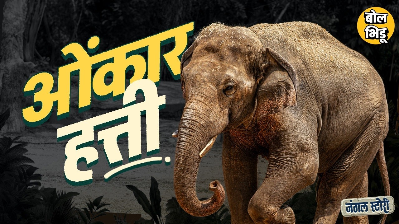 Jungle Stories: Sindhudurg, Maharashtra-Goa Border वर धुमाकूळ घालणाऱ्या Omkar Elephant ची खरी गोष्ट