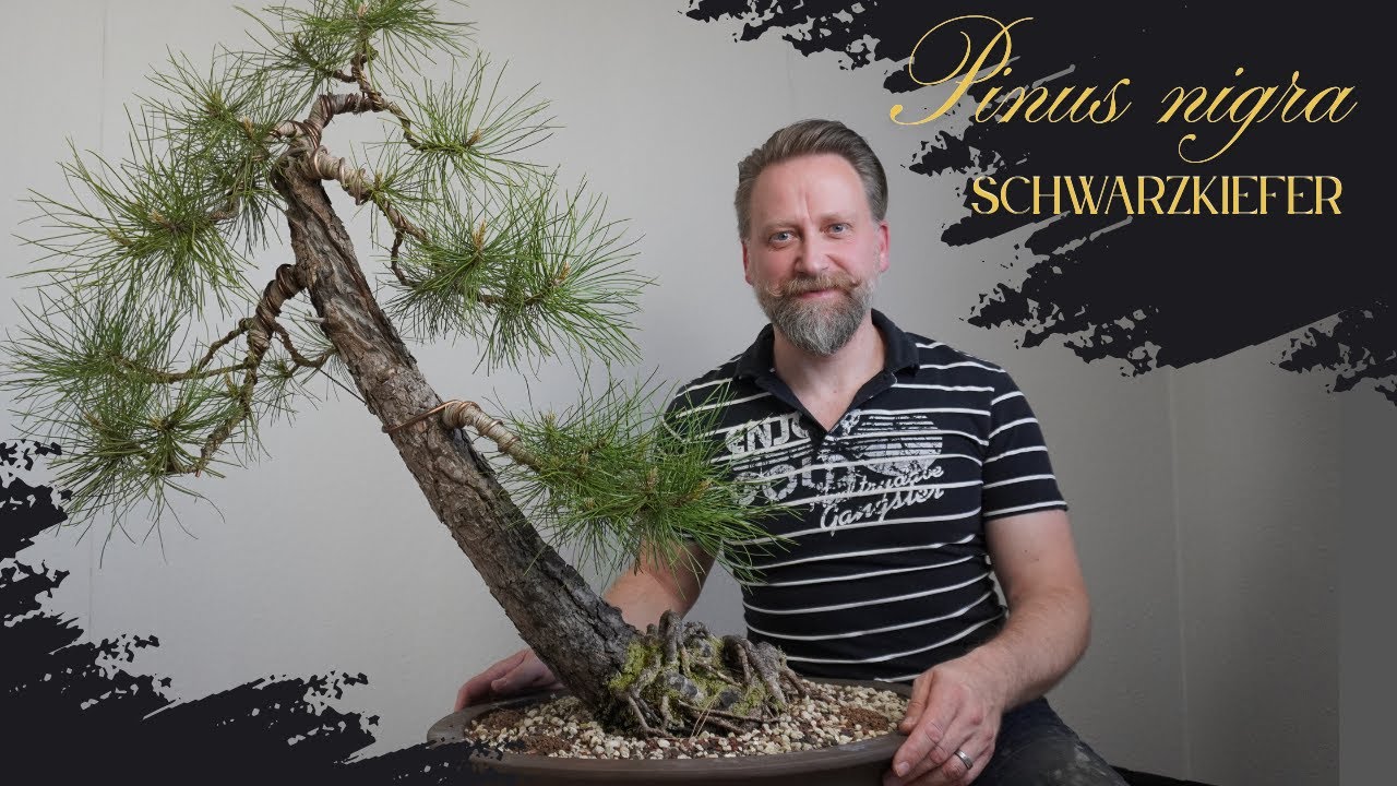 Bonsai Schwarzkiefer - Pinus Nigra - gestalten, pflegen nach 6 Jahre Gestaltung