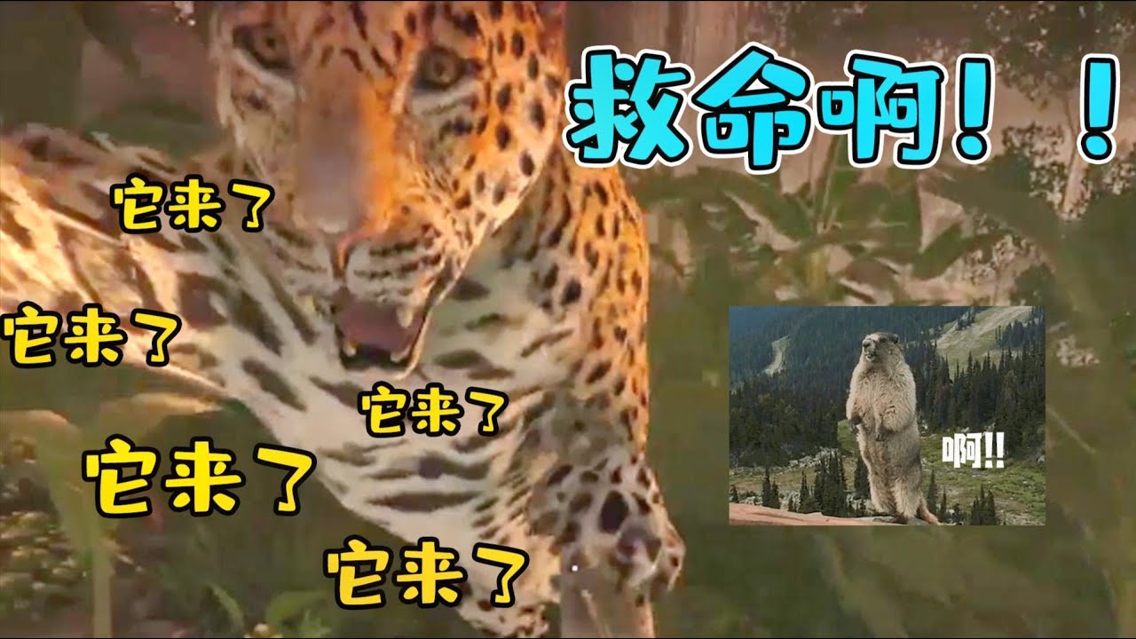 【仙某某官方】突然冲出一只豹子，吓得老娘吼出了方言！