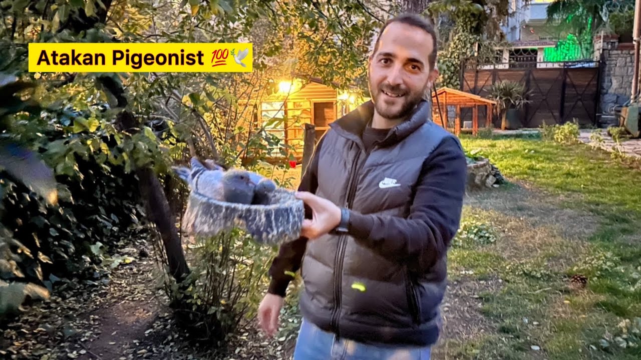 EFSANE KUŞLARA EL KOYDUK 😂 @atakanpigeonist Kümes ziyareti ~ Taklacı Güvercin Oyunkuşu