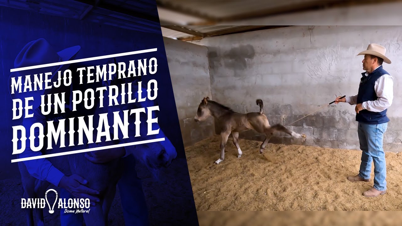 Manejo temprano de un potrillo dominante