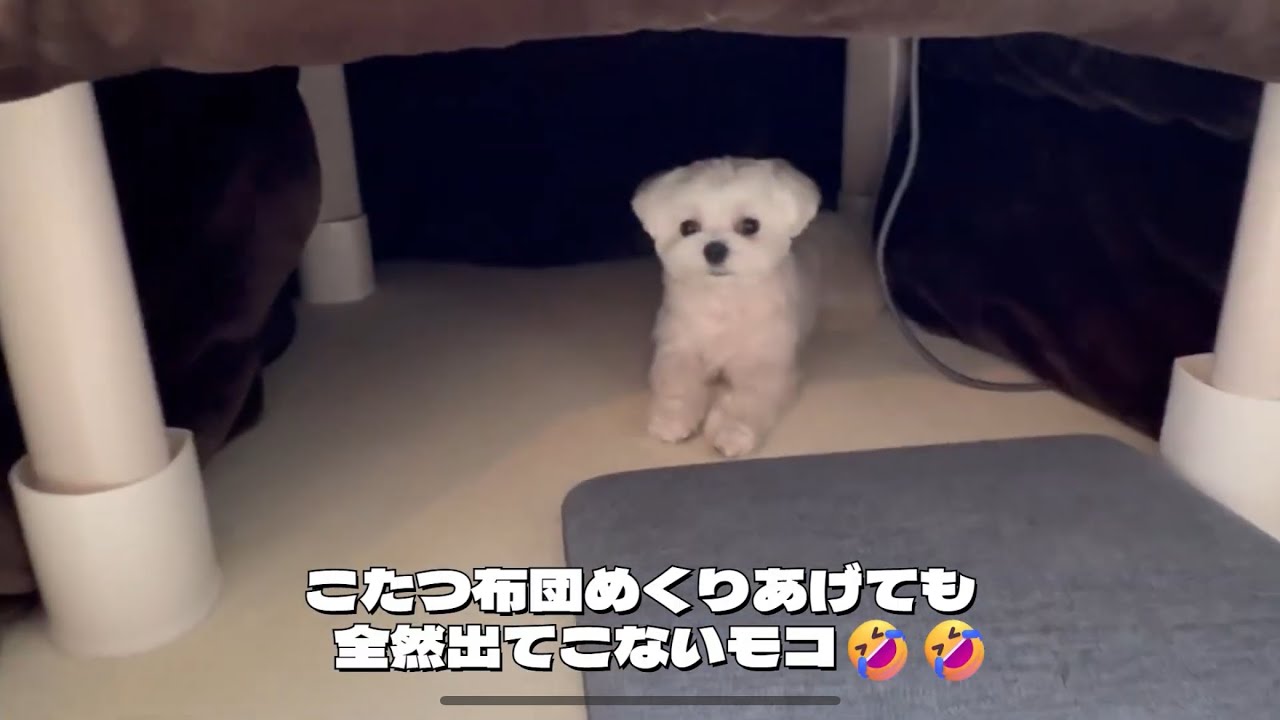 今日のモコ🐶