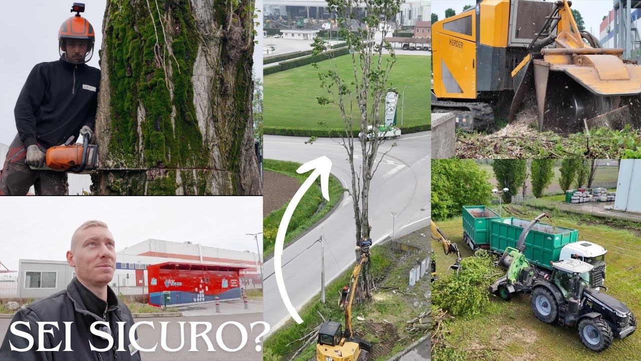 QUESTO PIOPPO CADRÀ IN STRADA? ABBATTIMENTO E CIPPATURA DI TRE CANTIERI E FRESATURA CEPPI