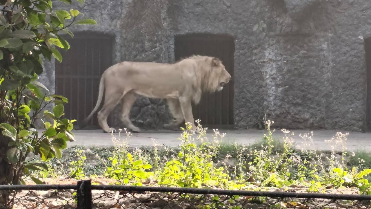 আলিপুরদুয়ার চিড়িয়াখানা তে বাঘ ও সিংহ দেখলাম /Allipur Duar zoo te tiger and lions er dakha pelam 