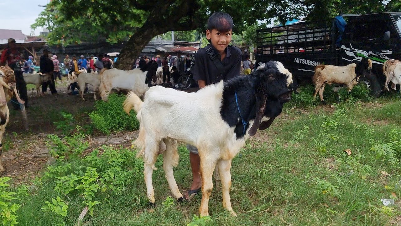 Update Harga Kambing Jantan Di Pasar Sumberjo Rembang Stok Bulan Puasa | Minggu 22 Febuari 2026
