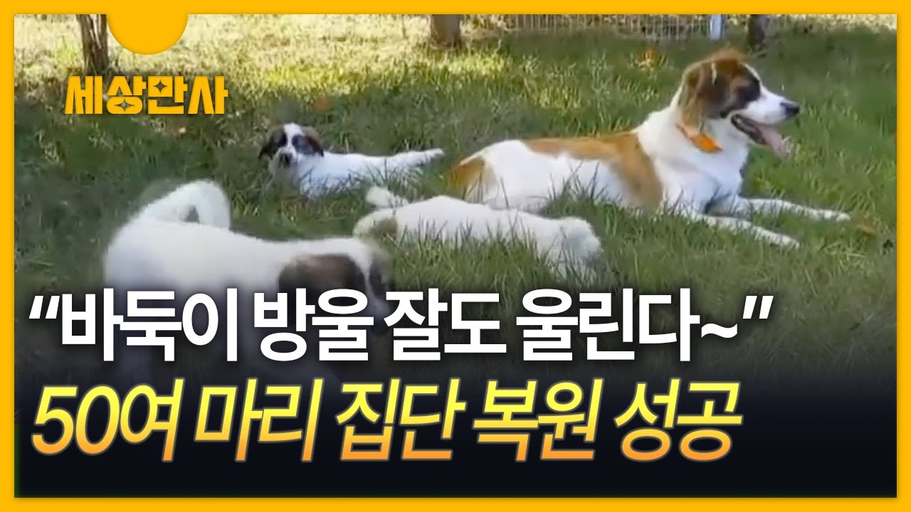[세상만사] 다시 돌아온 토종개 바둑이&hellip;멸종된 견종 어떻게 복원했나?