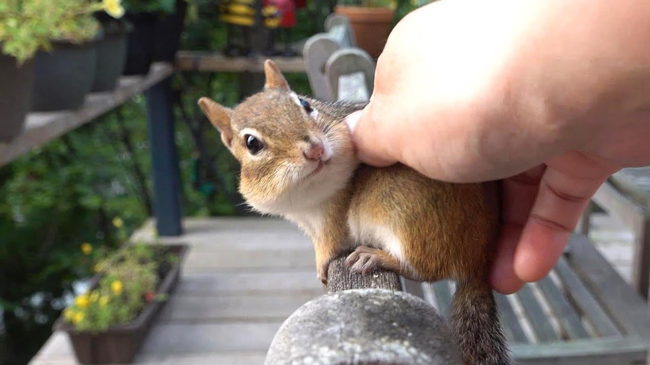 다람쥐도 질투를 할까? Can A Chipmunk Be Jealous?