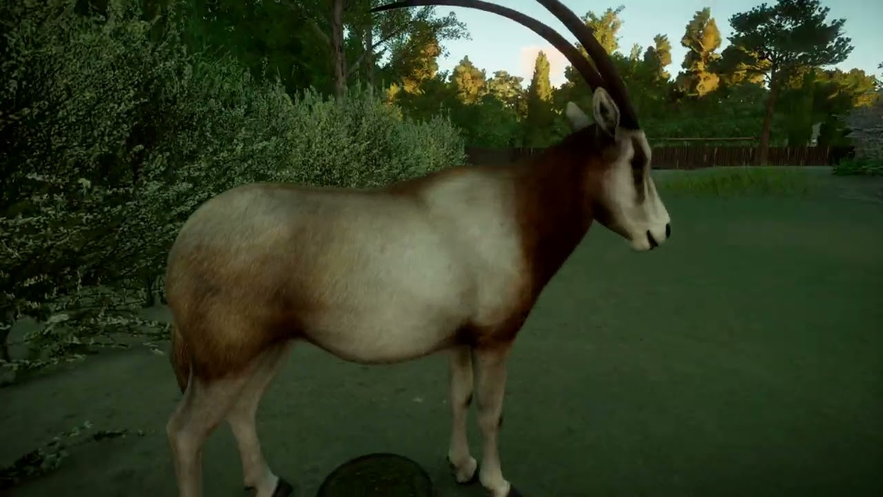 Sahara Scimitar-Horned Oryx | Planet Zoo Animals