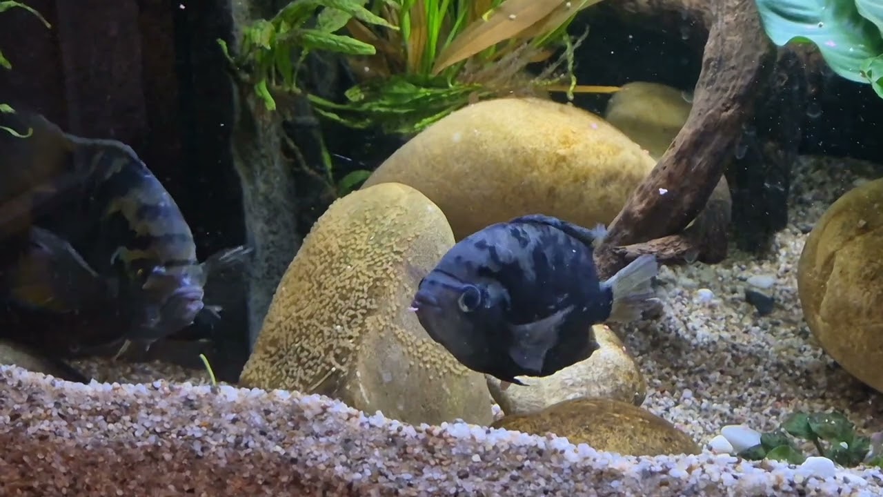 Archocentrus Centrarchus          laying eggs